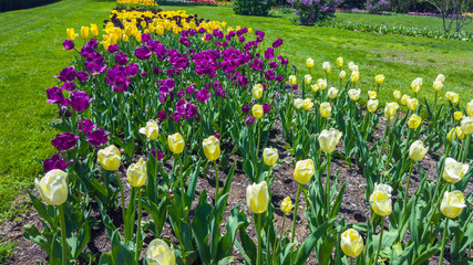staggered multicolored lilies 
