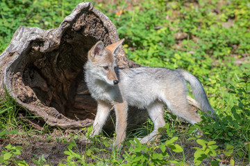 Naklejka na ściany i meble Coyote Pup Playing in Front of a Hollow Log
