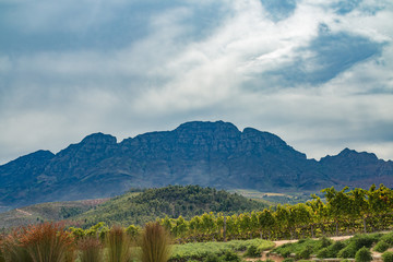 Fototapeta premium Weingut in Südafrika bei Stellenbosch