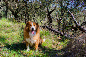 Nova Scotia Duck Tolling Retriever hiking