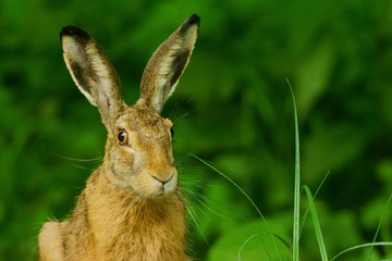 Hare / Lepus europaeus