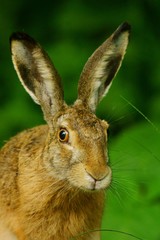 Hare / Lepus europaeus