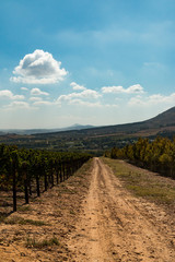 Fototapeta na wymiar Weinbaugebiet bei Stellenbosch in Südafrika