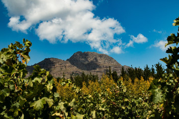 Fototapeta premium Weinbaugebiet bei Stellenbosch in Südafrika
