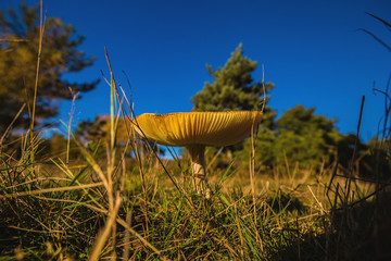 Wild mushroom on the edge of the woodland against a bright blue sky