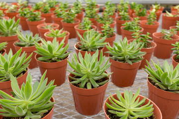 Succulents in Greenhouse Rows