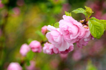 Rosa Blumen in grünem Strauch