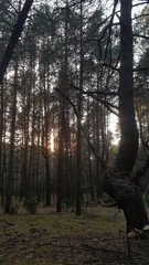 trees in the dark forest