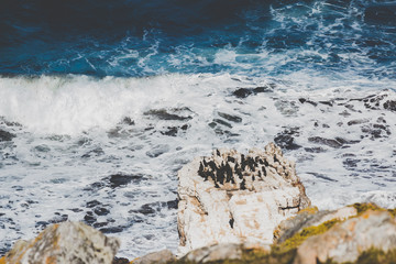 Kormorane auf einem Felsen auf der Kap Halbinseln in Südafrika
