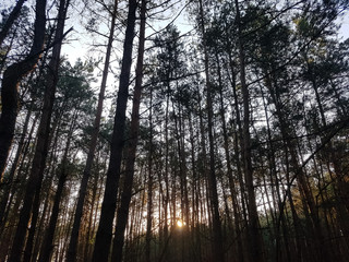 sun in the dark forest
