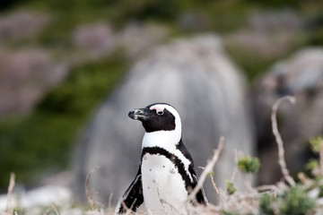 Fototapeta premium Brillenpinguine am Boulders Beach in Südafrika
