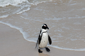 Obraz premium Brillenpinguine am Boulders Beach in Südafrika