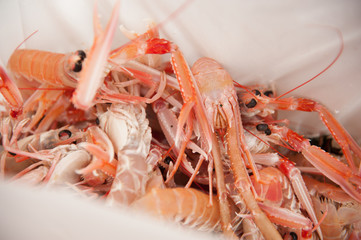 Langoustines fresh from the sea