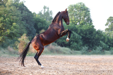 marwari horse on the rack