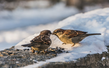 Two gray and brown sparrows sit on a gray concrete surface with white snow and eat bird-seed in...