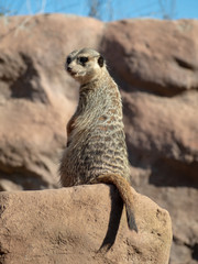 Meerkats