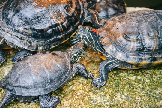 Red-eared sliders are heated under a lamp
