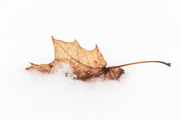 dried yellow maple leaf lies in the snow