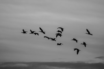 birds