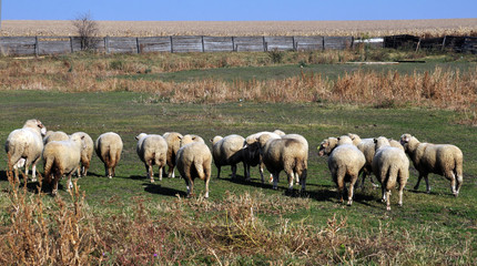 Obraz premium A small herd of sheep