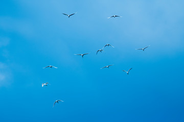 birds