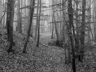 Black and white forest picture