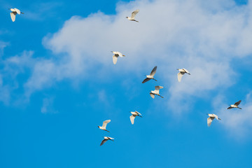 birds