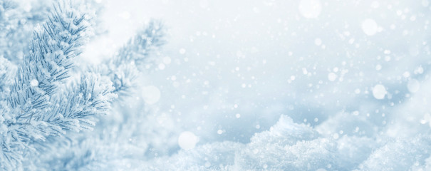 Winter  background. Christmas background with snow-covered pine branch and snowdrifts - 239075049