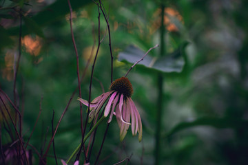 pink echinacea coneflower flower alone at dusk