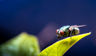 Mosca doméstica