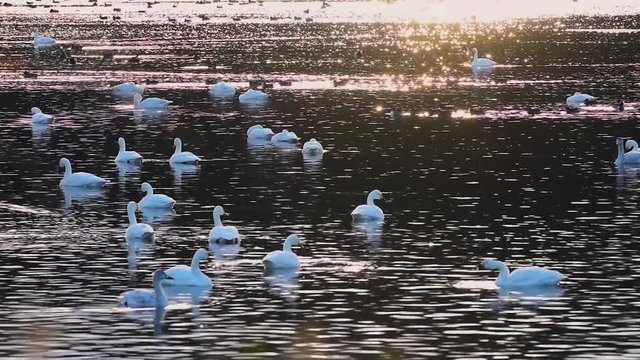 朝日と白鳥たち(鳴き声あり)