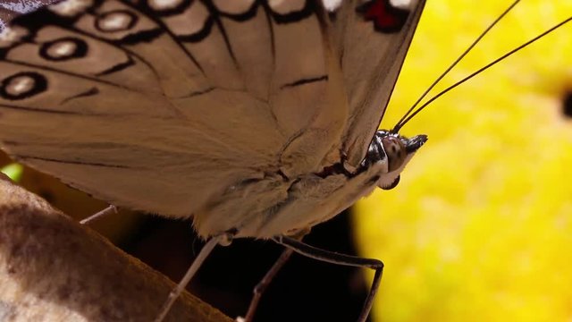 Borboleta macro