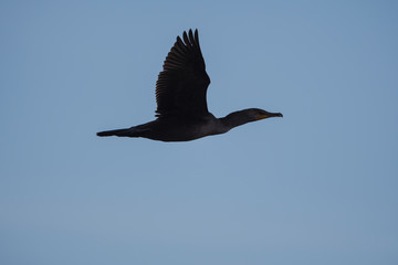bird