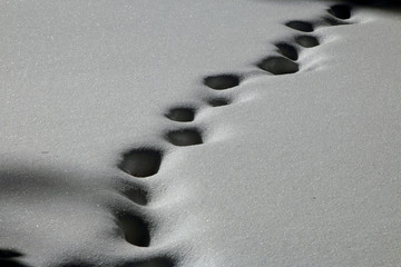 tracks in snow