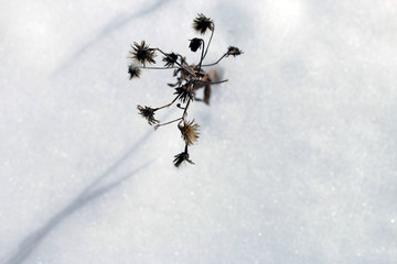 winter plant