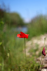 Obraz premium Polne kwiaty