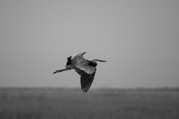 bird