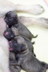 Obraz premium PUG