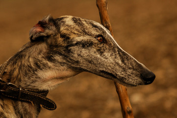 Galgonportrait