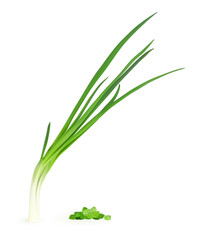 Realistic Vector Illustration of Young Green Onion Isolated