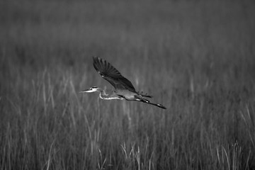 bird