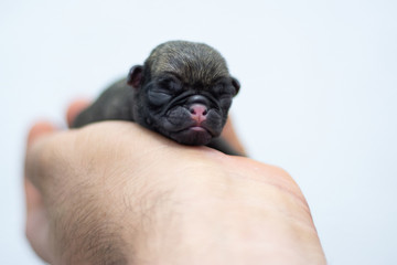 PUG