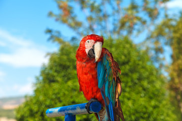 A colorful portrait of a macaw parrot, sitting on a blue perch. Close-up