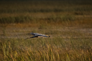 bird