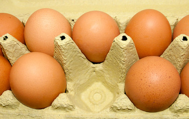 Closeup of many fresh brown eggs in carton tray