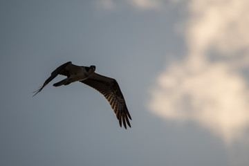 bird
