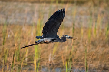 bird