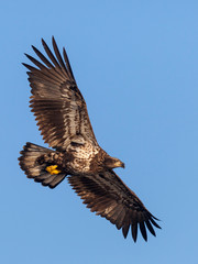 Juvenile bald eagle in flight (clipping path included) - 239079247