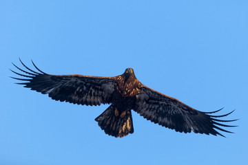 Juvenile bald eagle in flight with spread wings. The photo was taken by Mississippi River in Iowa, USA. - 239079249