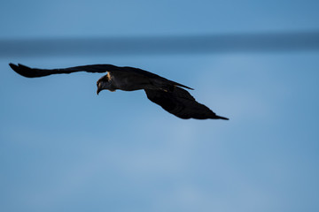 bird